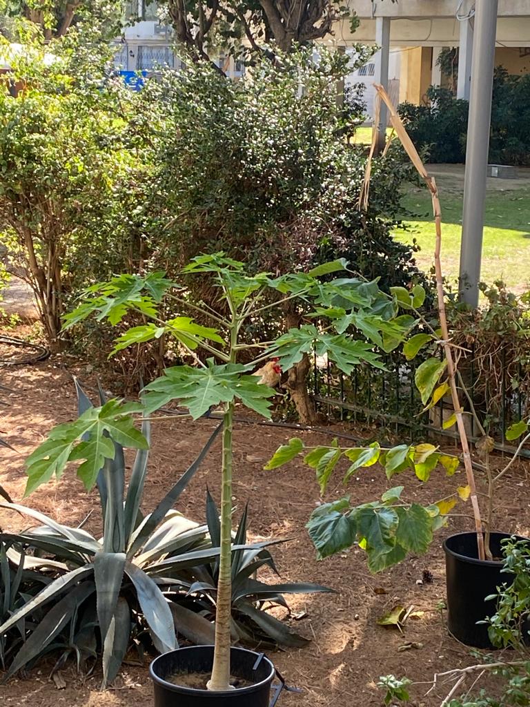 WhatsApp Image 2021-11-03 at 3.05.43 PM (1).jpeg